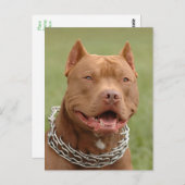 Carte postale blanche Pit Bull Puppy Chien (Devant / Derrière)
