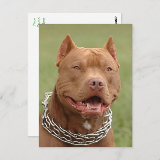Carte postale blanche Pit Bull Puppy Chien (Devant / Derrière)