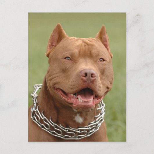 Carte postale blanche Pit Bull Puppy Chien (Devant)