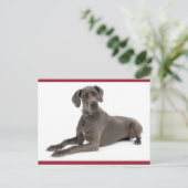 Carte postale blanche pour Chien Chien à Chien à D (Debout devant)