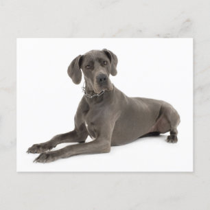 Carte postale blanche pour Chien Chien à Chien à D