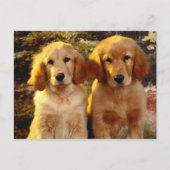 Carte postale blanche pour Chien Chien Chien Chien (Devant)
