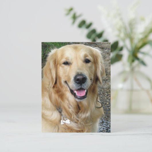 Carte postale blanche pour Chien Chien Chien Chien (Debout devant)
