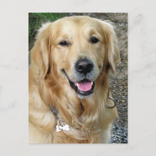 Carte postale blanche pour Chien Chien Chien Chien (Devant)