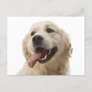 Carte postale blanche pour Chien Chien Chien Chien