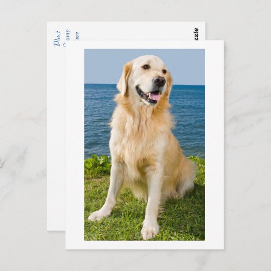 Carte postale blanche pour Chien Chien Chien Chien (Devant / Derrière)
