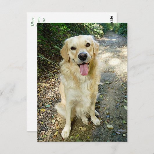Carte postale blanche pour Chien Chien Chien Chien