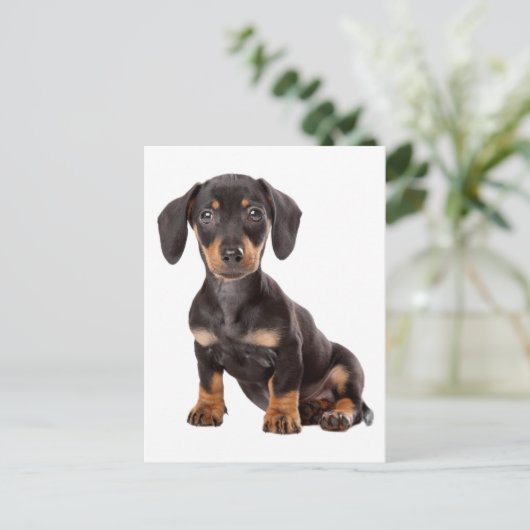 Carte postale blanche pour Chien Chien Chien Chien (Debout devant)