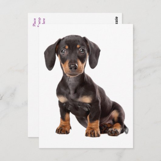 Carte postale blanche pour Chien Chien Chien Chien (Devant / Derrière)