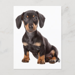 Carte postale blanche pour Chien Chien Chien Chien