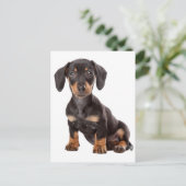 Carte postale blanche pour Chien Chien Chien Chien (Debout devant)