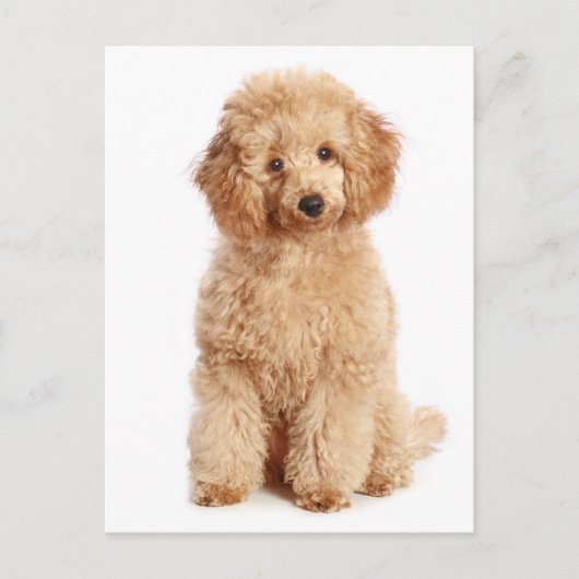 Carte postale blanche pour chien chiot à l'abricot (Devant)