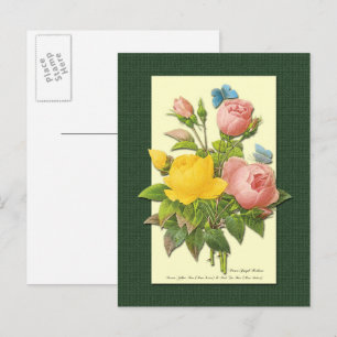 Carte postale blanche Rose rose et jaune