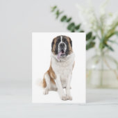 Carte postale blanche Saint Bernard Chien Chien Ch (Debout devant)