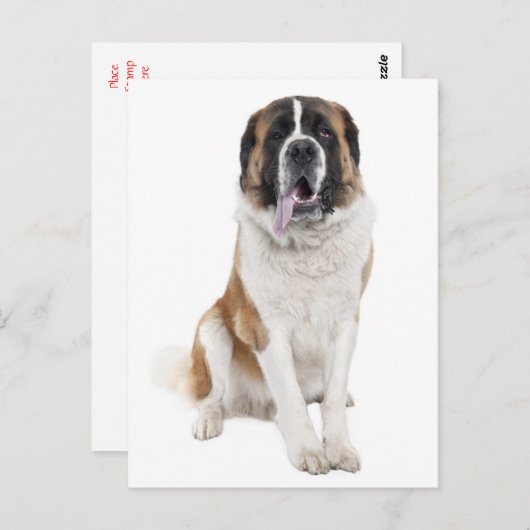 Carte postale blanche Saint Bernard Chien Chien Ch (Devant / Derrière)