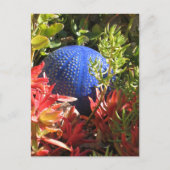 Carte postale blanche Succulente Plante Garden (Devant)