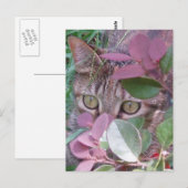 Carte postale Blaze Cat Eyes (Devant / Derrière)