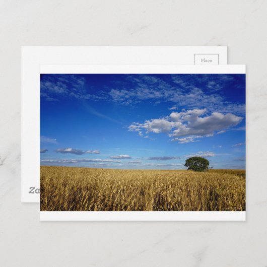 Carte Postale Blé des Prairies et ciel (Devant / Derrière)