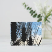 Carte Postale blé et ciel 2012 (Debout devant)