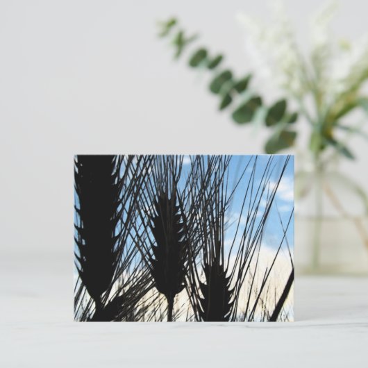 Carte Postale blé et ciel 2012 (Debout devant)