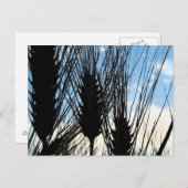 Carte Postale blé et ciel 2012 (Devant / Derrière)