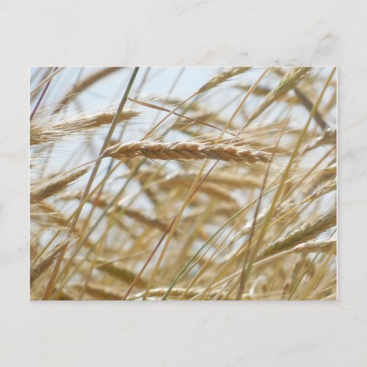 Carte postale Blé et Sky (Devant)