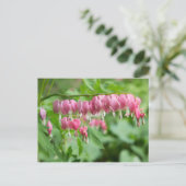 Carte Postale Bleeding Heart Photo (Debout devant)