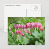 Carte Postale Bleeding Heart Photo (Devant / Derrière)
