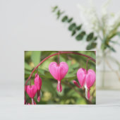 Carte Postale Bleeding Hearts (Debout devant)