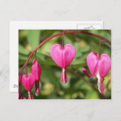 Carte Postale Bleeding Hearts (Devant / Derrière)