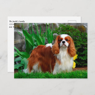 Carte Postale Blenheim Cavalier King Charles Spaniel Chien Chien