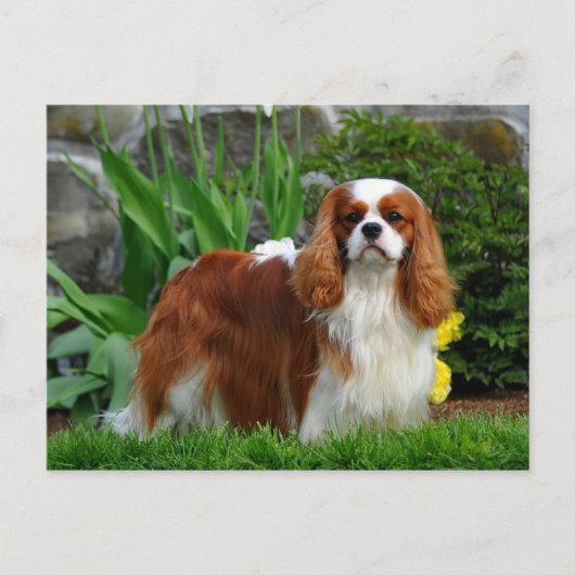 Carte Postale Blenheim Cavalier King Charles Spaniel Chien Chien (Devant)