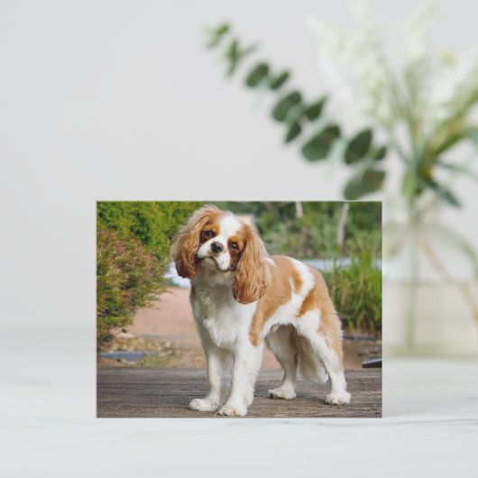Carte Postale Blenheim Cavalier King Charles Spaniel Chien Chien (Debout devant)