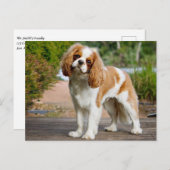 Carte Postale Blenheim Cavalier King Charles Spaniel Chien Chien (Devant / Derrière)