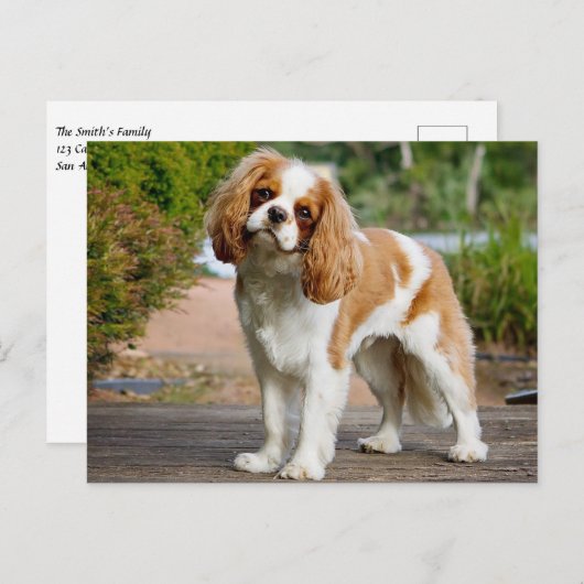 Carte Postale Blenheim Cavalier King Charles Spaniel Chien Chien (Devant / Derrière)