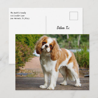 Carte Postale Blenheim Cavalier King Charles Spaniel Chien Chien