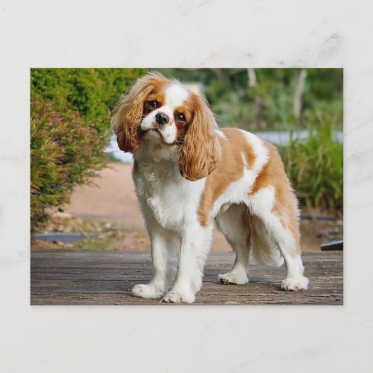 Carte Postale Blenheim Cavalier King Charles Spaniel Chien Chien (Devant)