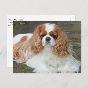 Carte Postale Blenheim Cavalier King Charles Spaniel Chien Chien