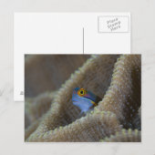 Carte Postale Blenny fish Blenniidae) qui se met à l'aise (Devant / Derrière)