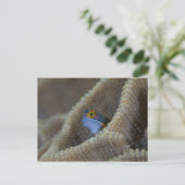 Carte Postale Blenny fish Blenniidae) qui se met à l'aise (Debout devant)