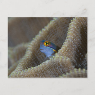 Carte Postale Blenny fish Blenniidae) qui se met à l'aise
