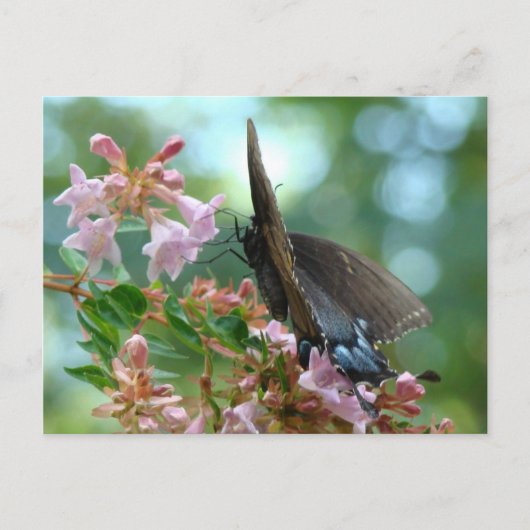 Carte Postale Bleu à papillon d'été (Devant)