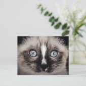Carte Postale Bleu adorable Blanc & Chaton Brown (Debout devant)