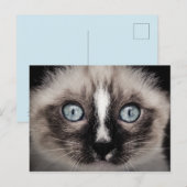 Carte Postale Bleu adorable Blanc & Chaton Brown (Devant / Derrière)