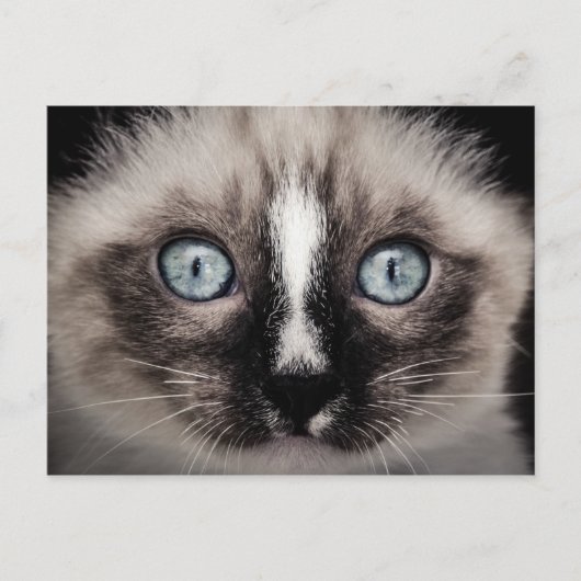 Carte Postale Bleu adorable Blanc & Chaton Brown (Devant)