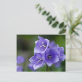 Carte Postale Bleu Bleu magnifique fleur (Debout devant)