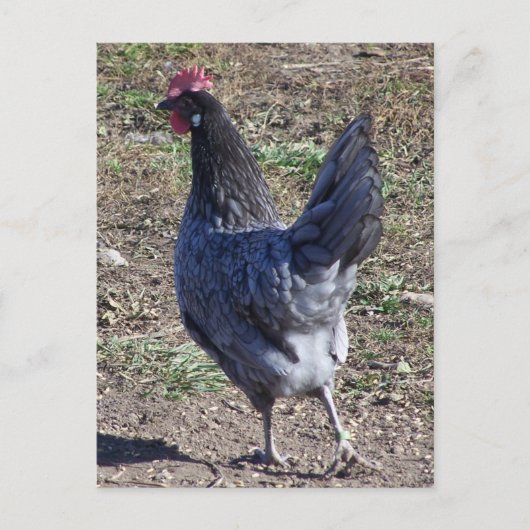 Carte Postale Bleu Cheeky Andalou Hen (Devant)