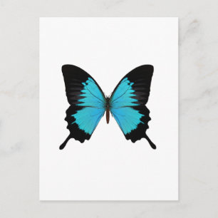 Carte Postale Bleu clair et noir Papillon Couleurs originales