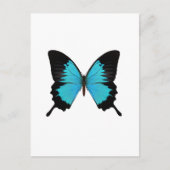 Carte Postale Bleu clair et noir Papillon Couleurs originales (Devant)