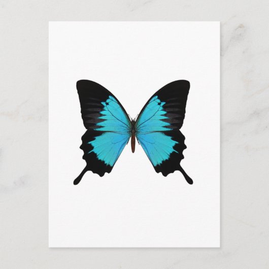 Carte Postale Bleu clair et noir Papillon Couleurs originales (Devant)